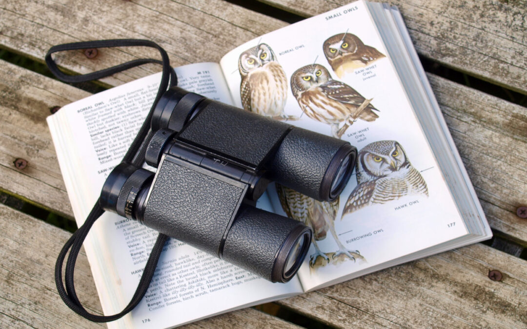 All About Bird Watching