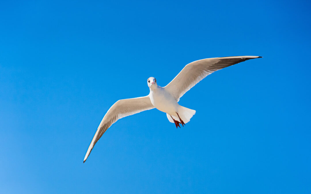 Bird Watching for Children