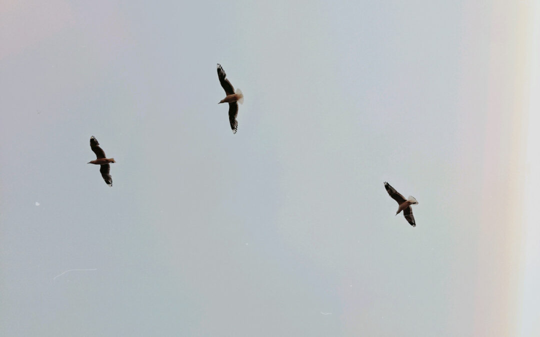 Bird Watching Tips for Beginners