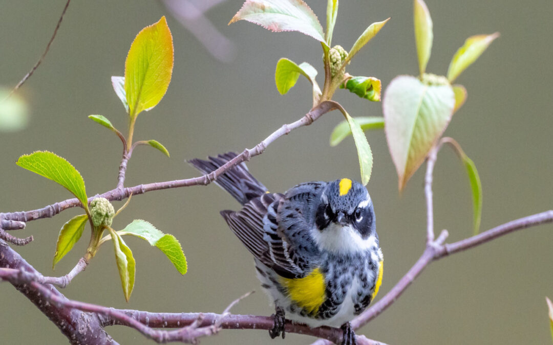 Bird Watching Tips